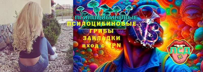 Псилоцибиновые грибы Psilocybine cubensis  Алдан 